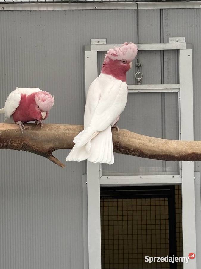 Kakadu Różowa Lutino para 2221 Kłaj