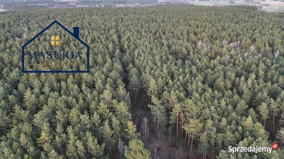Działka w lesie polana Sprzedaż Łapinóż