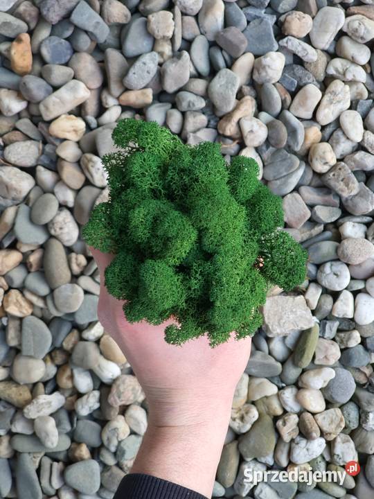 Mech Chrobotek PREMIUM Forest Green Karton 1 Panele dekoracyjne sprzedam