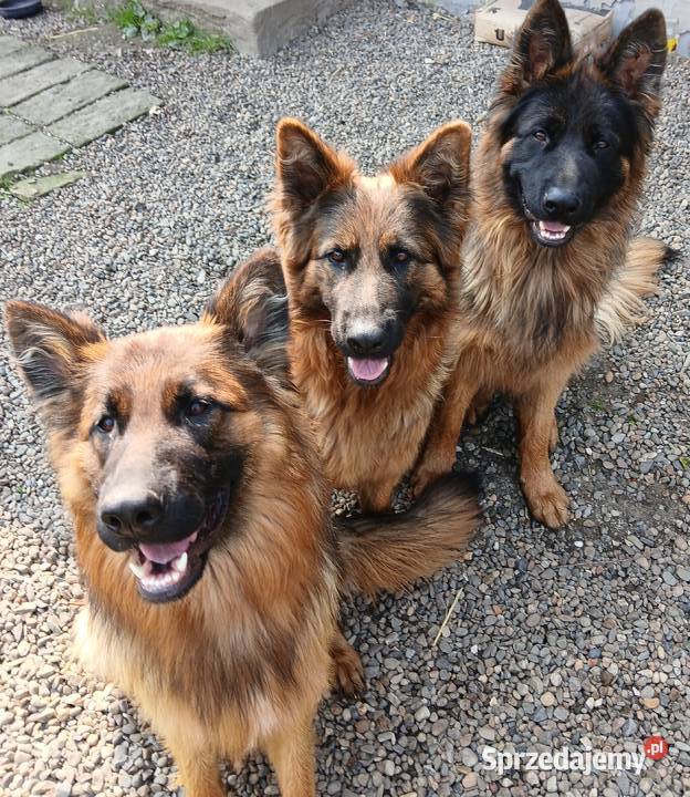 Sprzedam szczeniaki rasy owczarek niemiecki Owczarek sprzedam