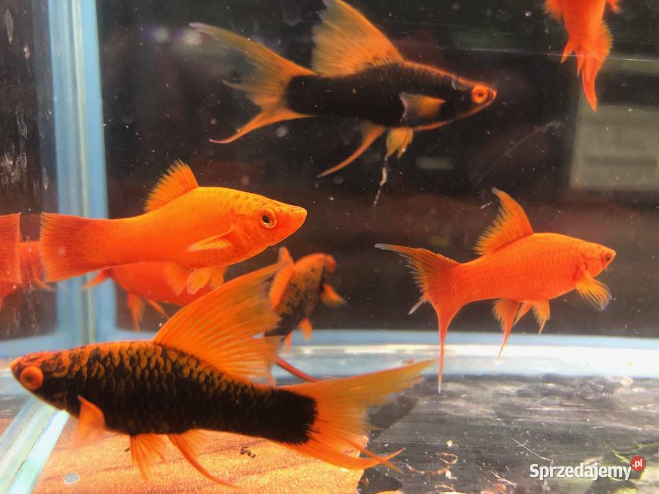 Alpha Mieczyk Red Ruby Justynów