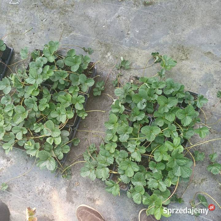 Sprzedam Flanc Truskawki powtarzalne Zamość
