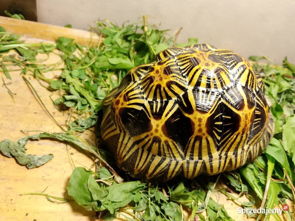 Żółw lądowy promienisty terrarium Bielsko-Biała
