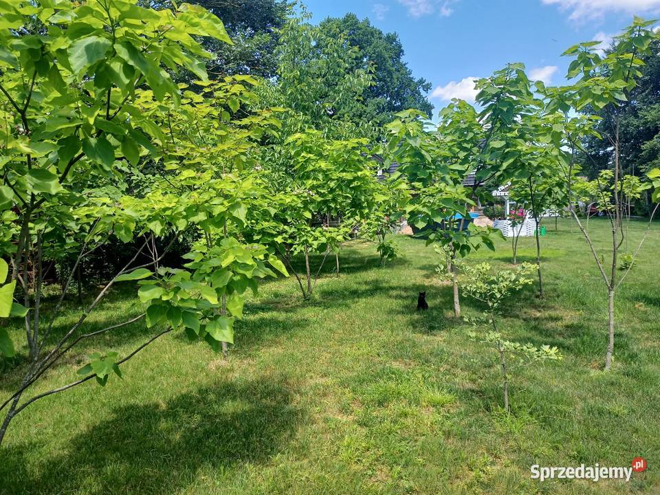 Surmia katalpa drzewo Warszawa