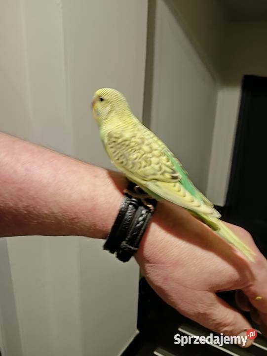 Falista pupil domowy wielkopolskie Złotów