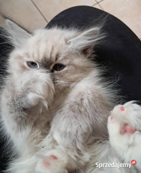 Arya kotka syberyjska neva masquerade