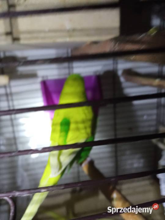 Papużki faliste dwumiesięczne i starsze sprzedam Kraków
