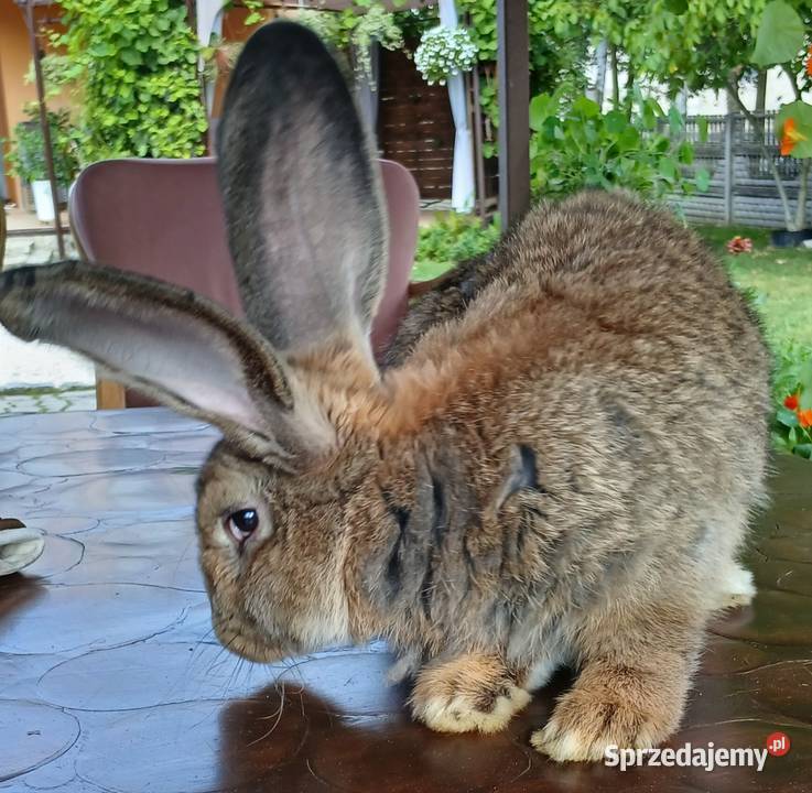 Króliki belgijskiebarany francuskie srokacze Skarżysko-Kamienna