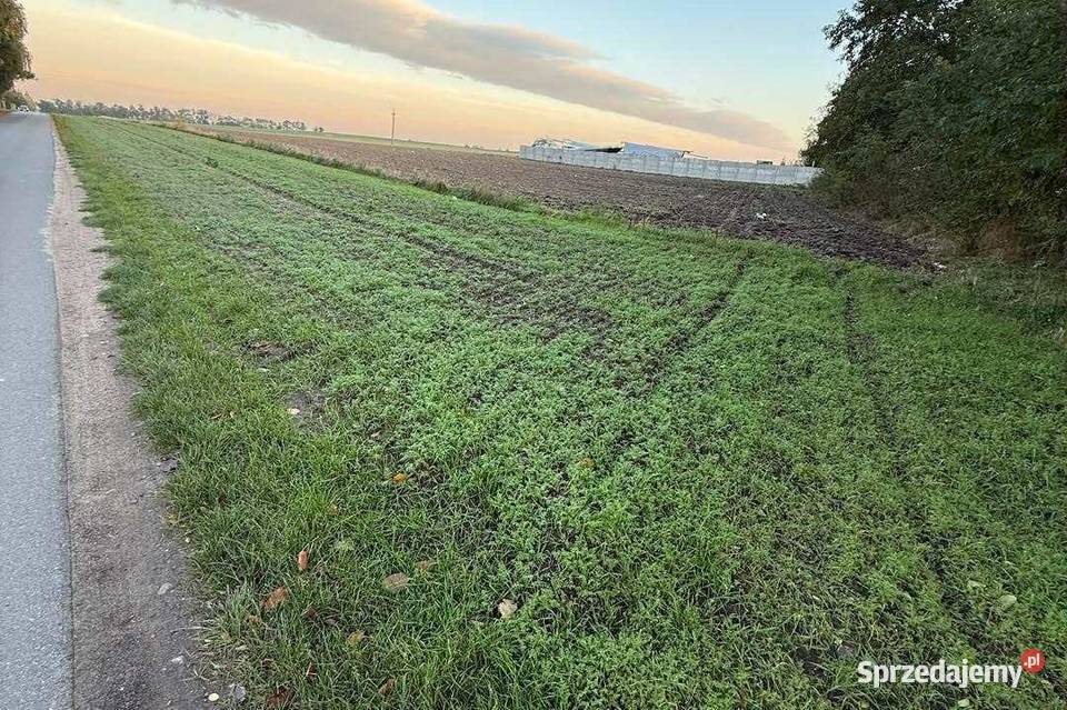 Działka rekreacyjna Kosewo 23 ary gmina wielkopolskie