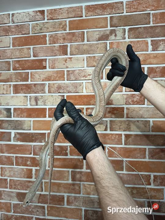 Wąż zbożowy samiec Elbląg sprzedam