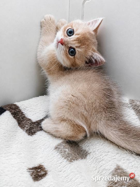 Kot brytyjski krótkowłosy liliowe złoto rzadko Koty śląskie