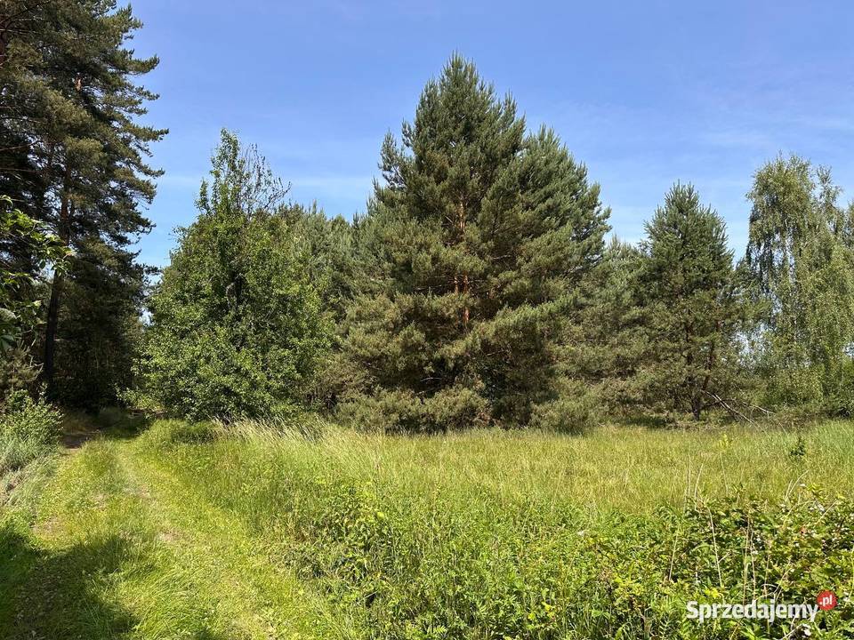 działka w otulinie lasu Trzebule