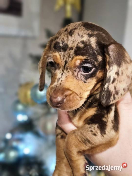 Jamnik krótkowłosy merle miniatura mazowieckie Strzegowo