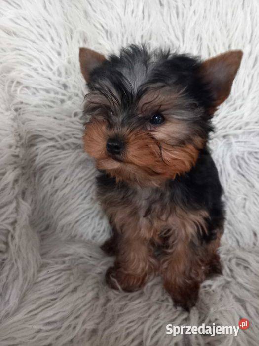Yorkshire Terrier Skomielna Biała