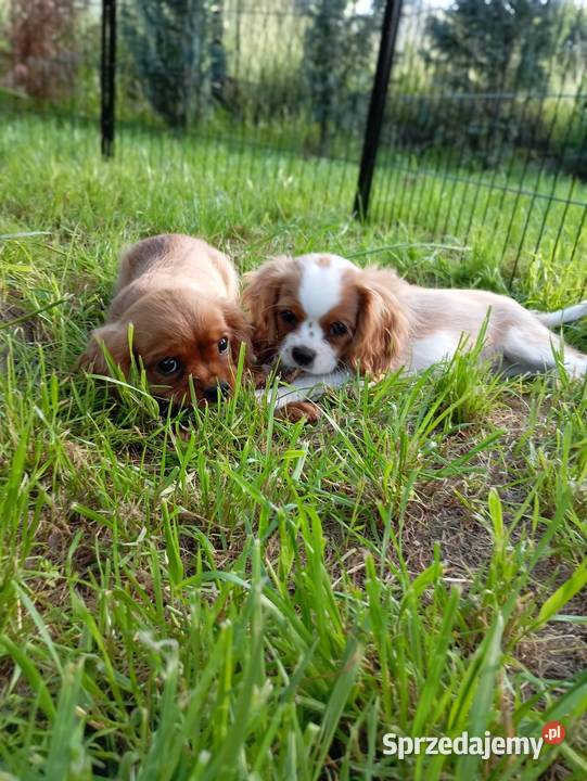 Cavalier King Charles spaniel Cavalier King Charles Spaniel Będzin