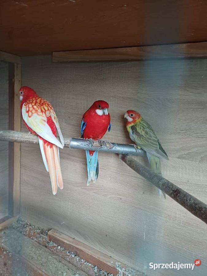 Sprzedam rozelle białoce Przemyśl