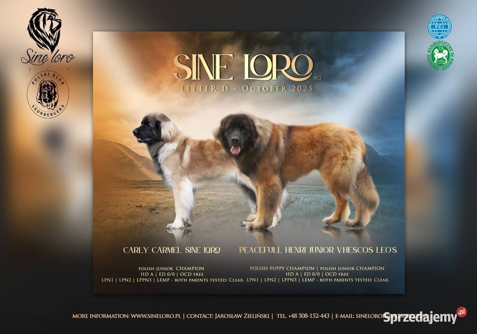 Leonberger szczeniak suczka ZKwPFCI