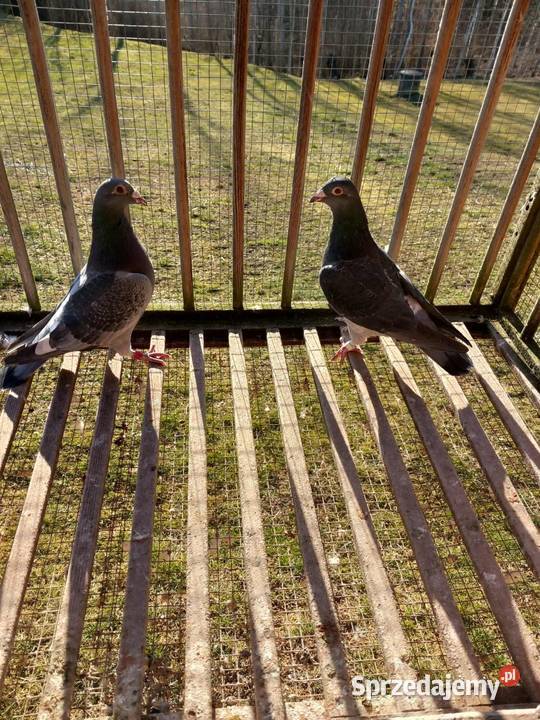 Gołębie pocztowe