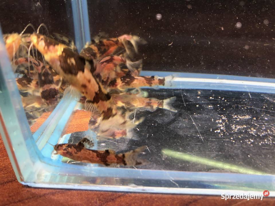 Sum wenezuelski Arlekinek Justynów