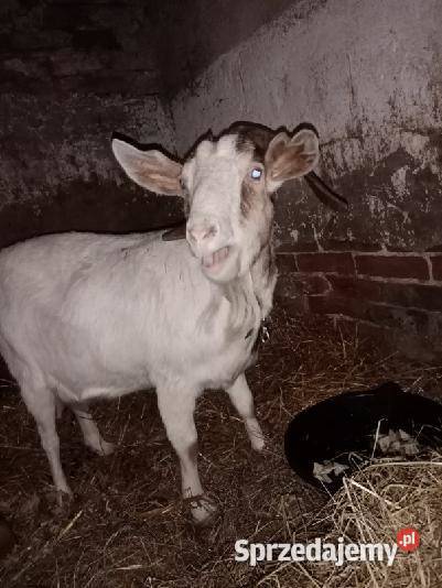 Koza z kózką i koziolkiem koza dojna sprzedam