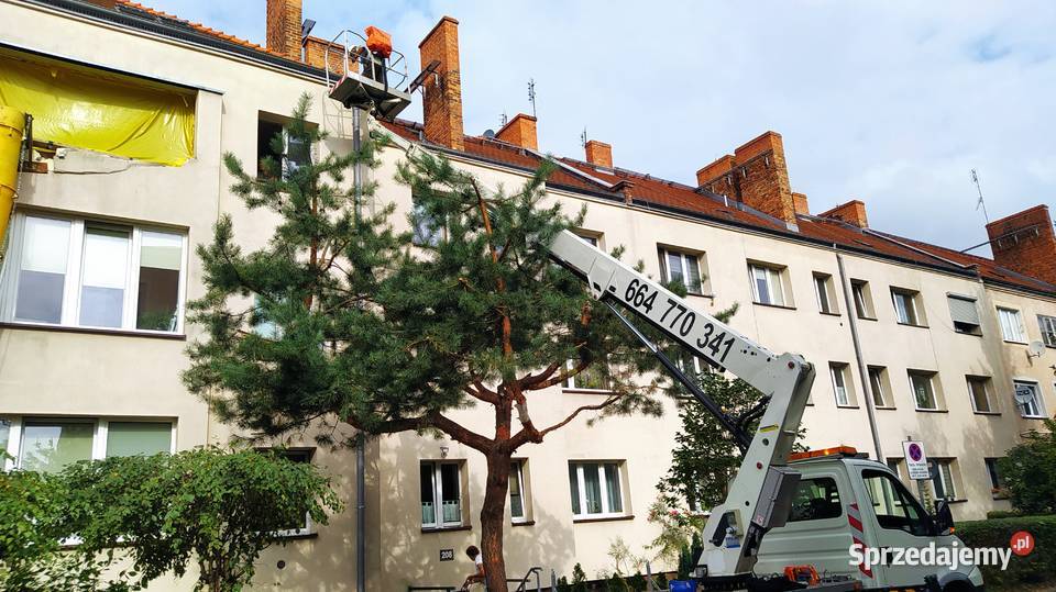 Wycinka pielęgnacja drzew ściąganie jemioły Pozostałe