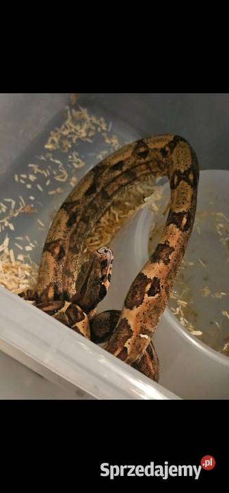 Boa imperator samce 2025 Bydgoszcz