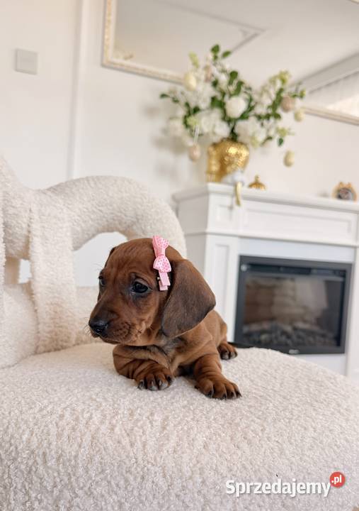 Śliczna suczka ruda miniaturka Kraków