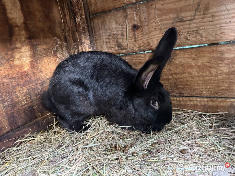 Króliki hodowlane samce i samice motyl kolorowe Śrem