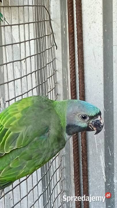 Alekandretty Chińskie Rybnik