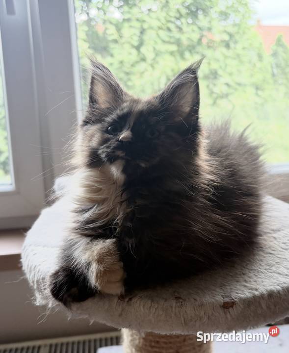 Maine Coon Szylkretka Zorza Wińsko