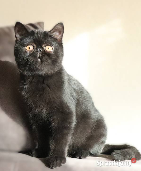 Czarne kocurki egzotyczne rodowód FPL Perski Warszawa