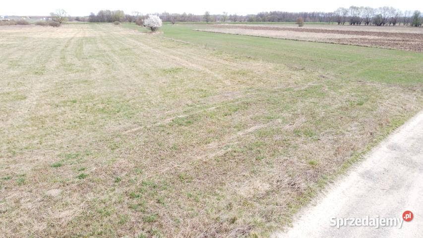 sprzedaży gruntu 5502m2 Krzeczów sprzedam