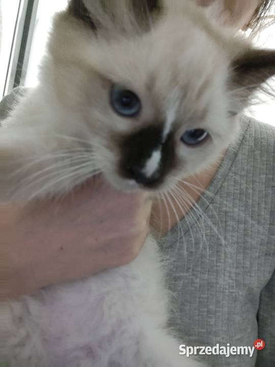Kocięta ragdoll z rodowodem Pruszcz Gdański