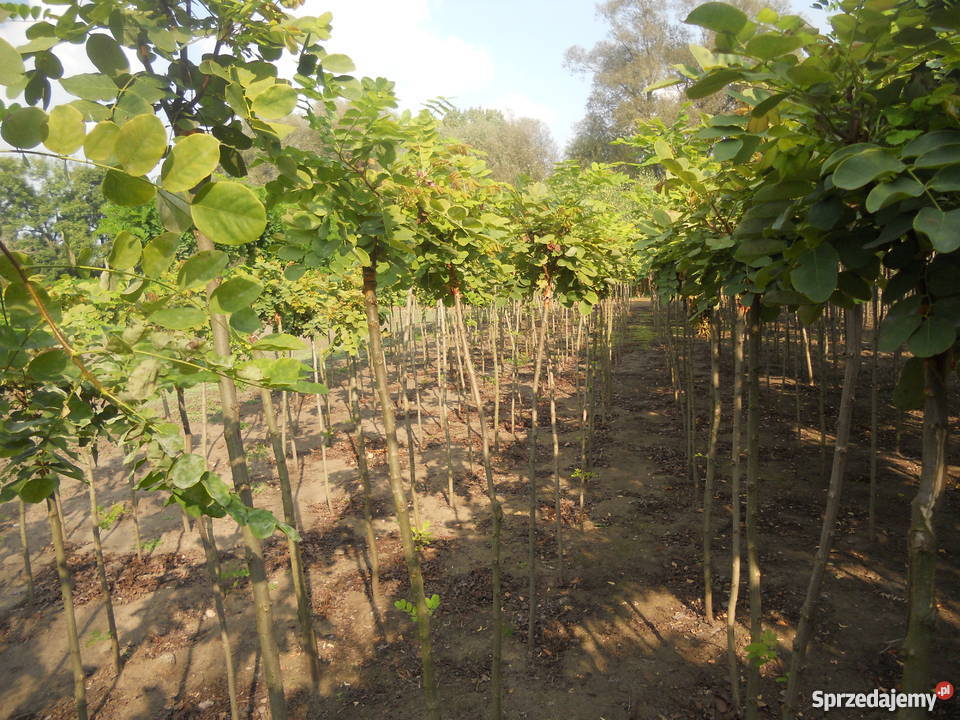 drzewka szczepione akacja klon wielkopolskie