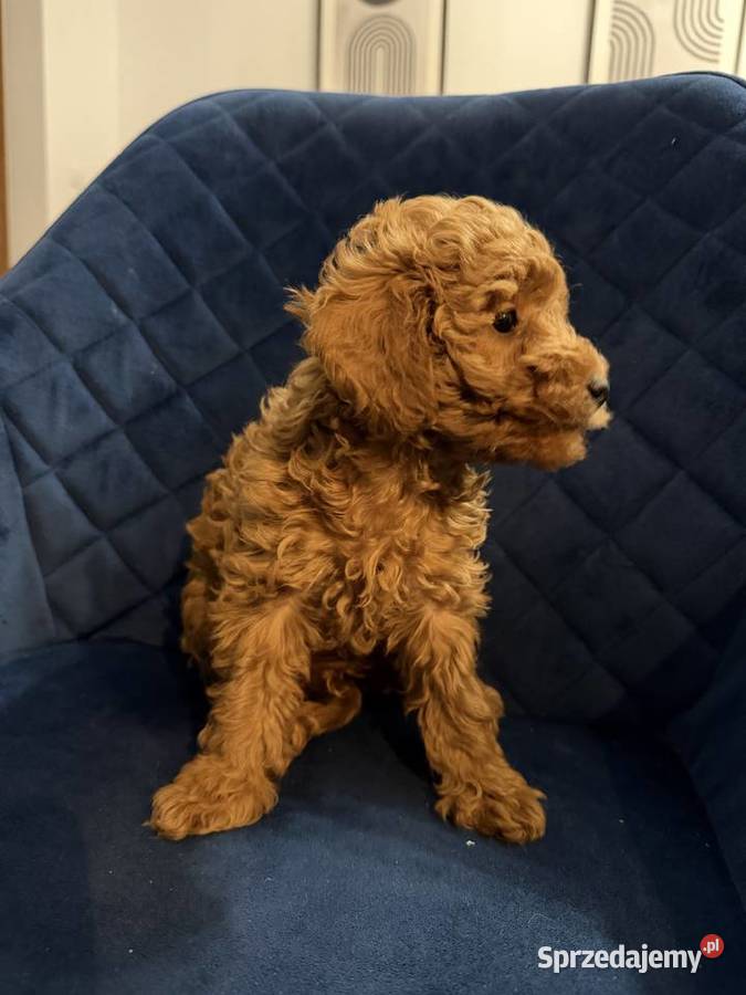 Sprzedam Cudownego Pieska Pudel Toy Red