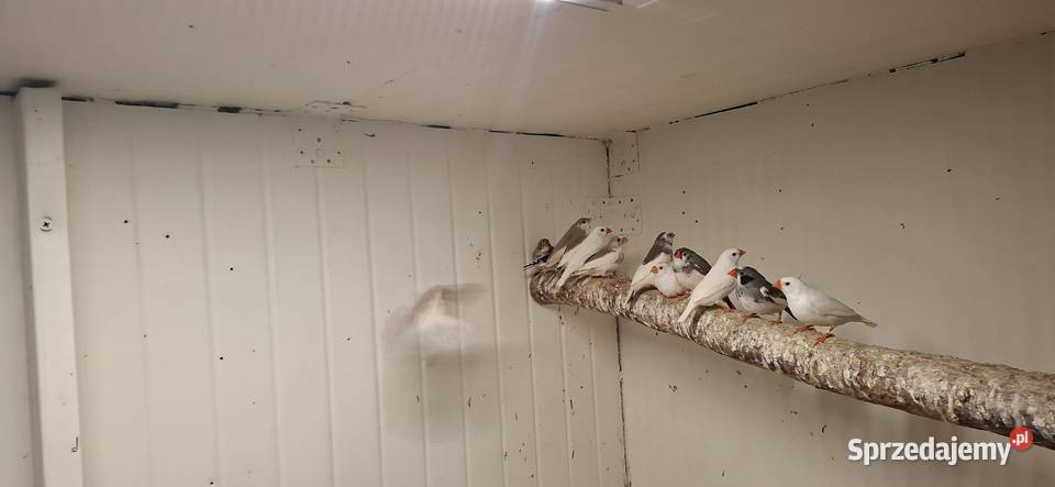 Zeberki Zakliczyn sprzedam