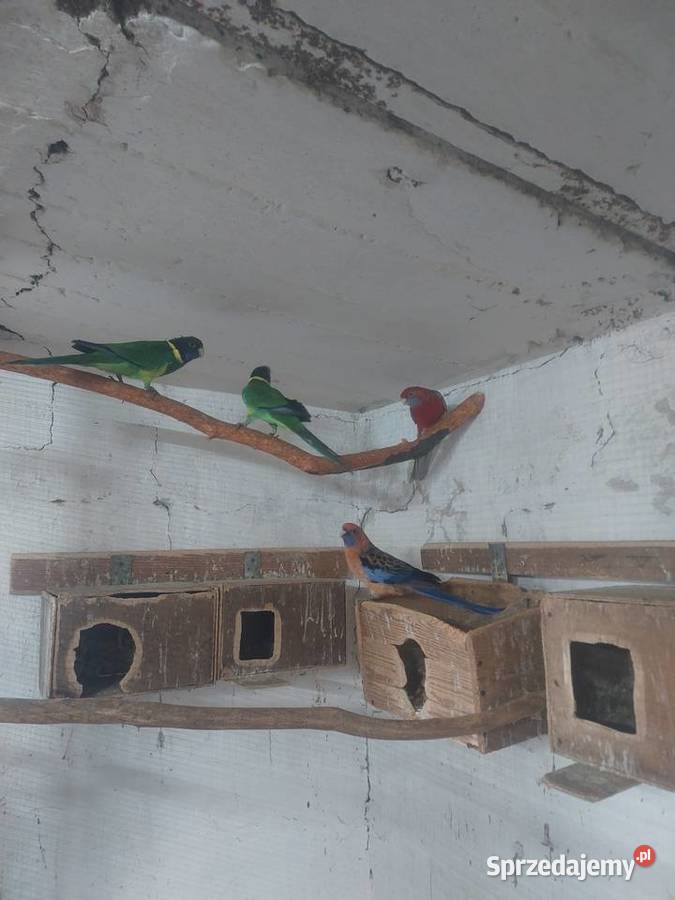 Sprzedam papugi Ptaki Błaszki sprzedam