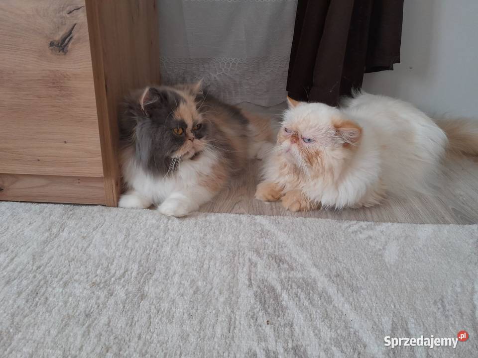 Kocurek perski rudobiszkoptowy Szyk sprzedam