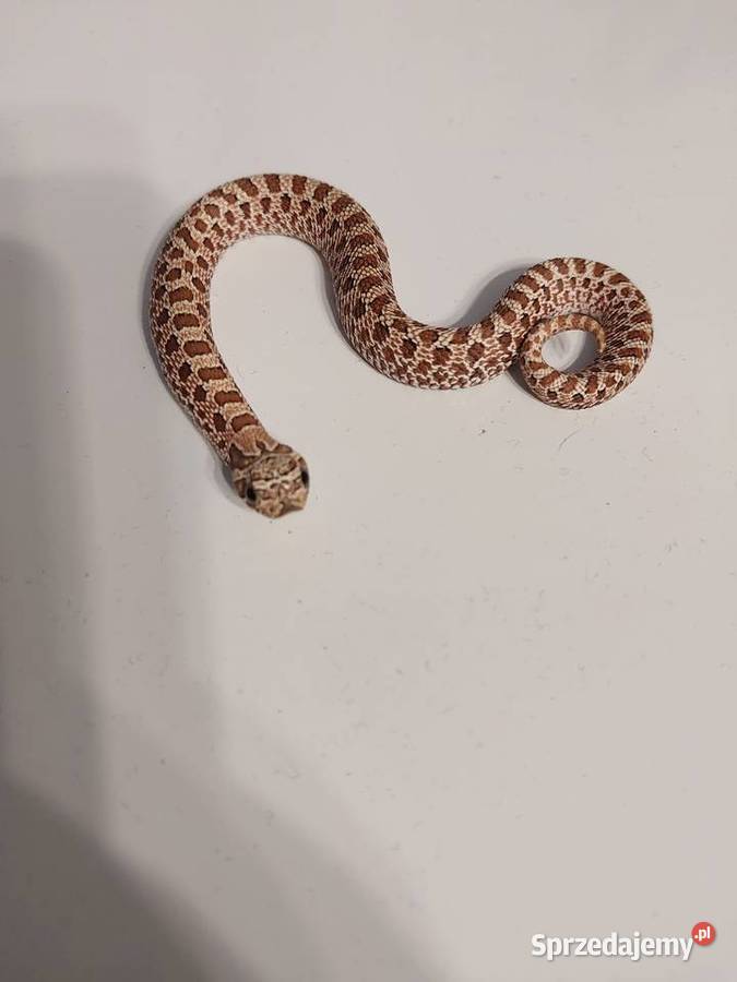 Heterodon zachodni Reda