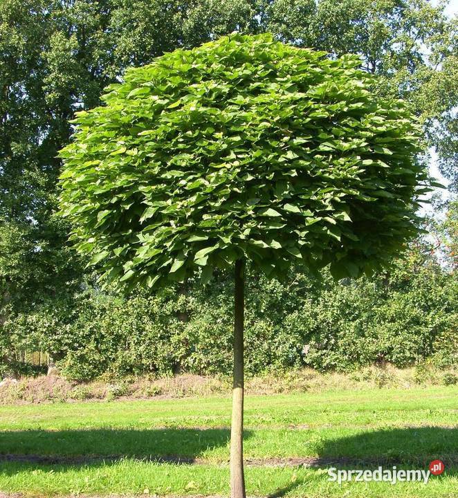 Katalpa Catalpa Nana surmia bignoniowa Sompolno sprzedam