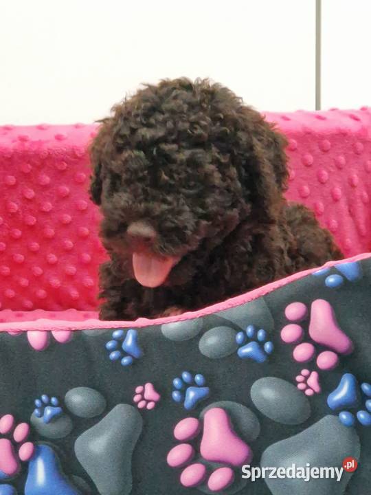 Lagotto Romagnolo ZKwPFCI Jakubowice Konińskie sprzedam