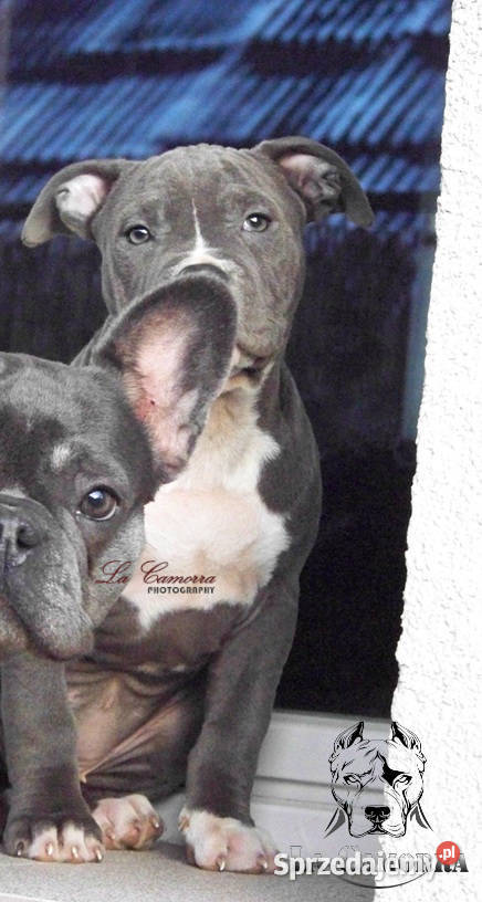 American Staffordshire Terrier Amstaff Suczka Paczków