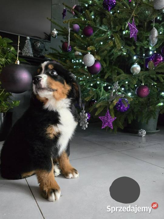 Berneńczyk czyli Berneński Pies Pasterski Lublin