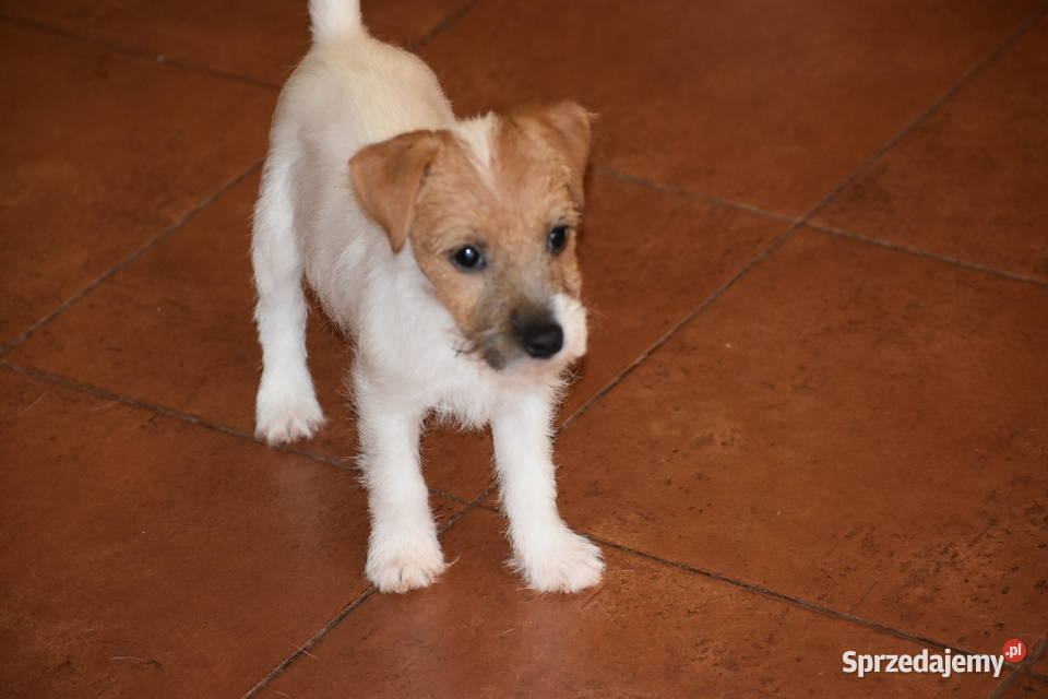 Piękne szczenięta Parson Russell Terrier rodziny sprzedam