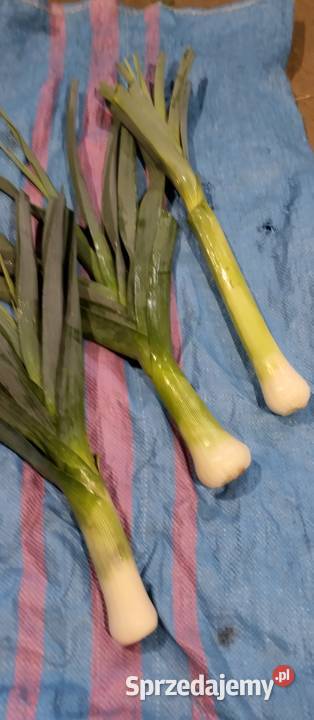 Ziemniaki Bell Rossa vineta cebula czosnek por Chełm sprzedam