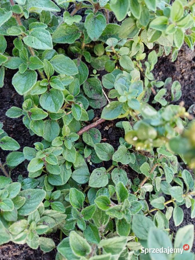 Oregano ziola sadzonka Dobrzyniewo Duże