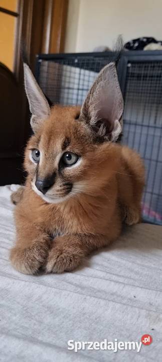 Karakale stepowe Caracal caracal młode piękne i Katowice