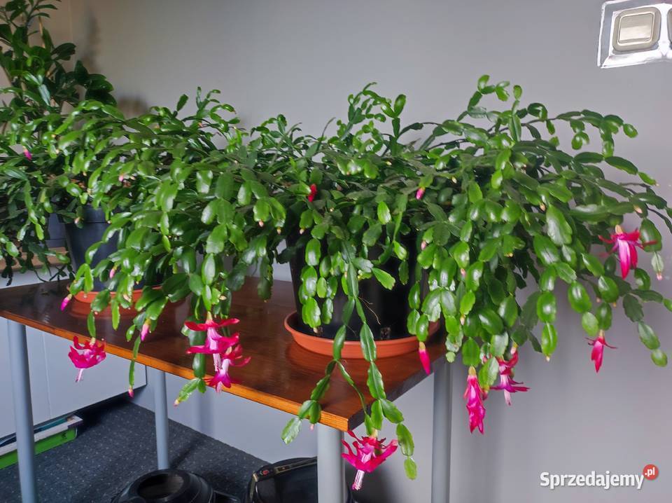 Kwiaty doniczkowe Łódź