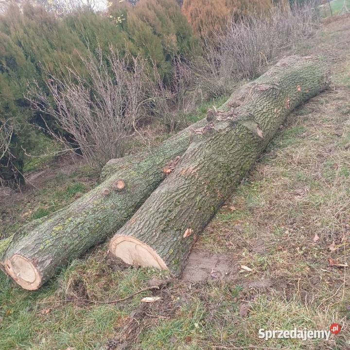 Dąb tartaczny kłody dębowe dęby Piaski sprzedam