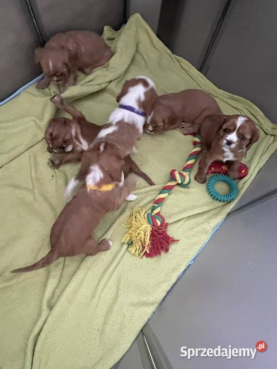 Cavusie szukają domku mazowieckie Płock